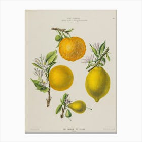 Lemons And Oranges Canvas Print