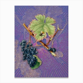 Vintage Barbera Grape Botanical Illustration on Veri Peri n.0376 Canvas Print