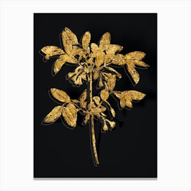 Vintage Honeyberry Flower Botanical in Gold on Black n.0575 Canvas Print