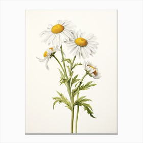 Chamomile Vintage Botanical Herbs 1 Canvas Print