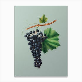 Vintage Berzemina Grape Botanical Art on Mint Green n.0365 Canvas Print
