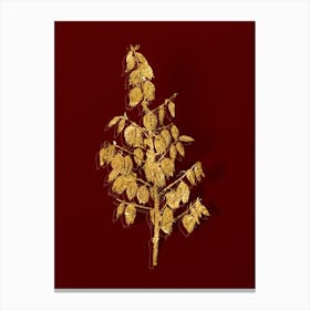 Vintage Adam's Needle Botanical in Gold on Red n.0338 Canvas Print