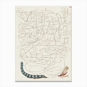 Caterpillar And Insect From Mira Calligraphiae Monumenta, Joris Hoefnagel Canvas Print
