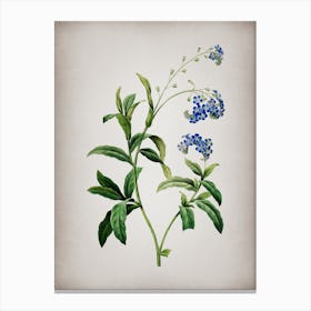 Vintage Water Forget Me Not Botanical on Parchment n.0198 Canvas Print