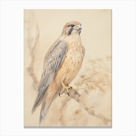 Vintage Bird Drawing Falcon 2 Canvas Print