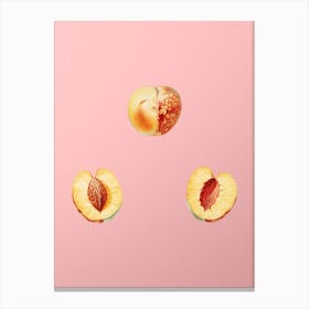 Vintage Nectarine Botanical on Soft Pink n.0036 Canvas Print