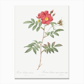 Red Leaved Rose, Pierre Joseph Redoute Canvas Print
