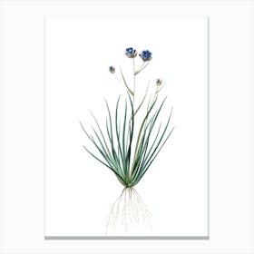 Vintage Blue Corn Lily Botanical Illustration on Pure White n.0007 Canvas Print