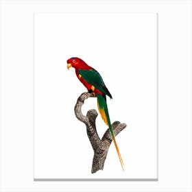 Vintage Papuan Lorikeet Bird Illustration on Pure White Canvas Print