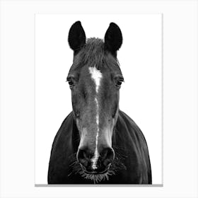 Black And White Horse Portrait 2 Canvas Print