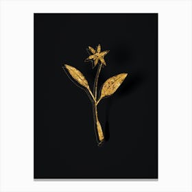 Vintage Erythronium Botanical in Gold on Black n.0055 Canvas Print
