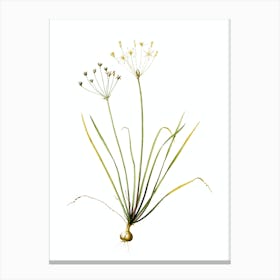 Vintage Allium Straitum Botanical Illustration on Pure White n.0785 Canvas Print