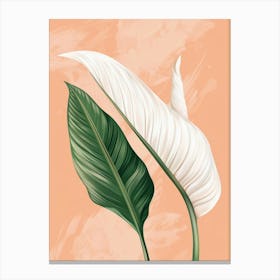 White Lily 1 Canvas Print