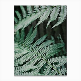 Soft Green Leaves Of A Fern // Nature Photography 1 Canvas Print