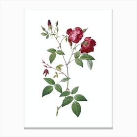 Vintage Velvet China Rose Botanical Illustration on Pure White n.0847 Canvas Print