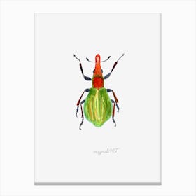 Pseudaplemonus artemisiae, a weevil, watercolor artwork Canvas Print