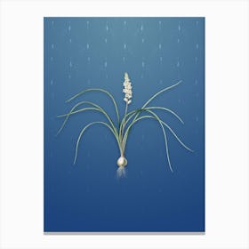 Vintage Lachenalia Angustifolia Botanical on Bahama Blue Pattern n.1086 Canvas Print