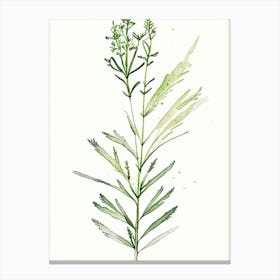 Valerian Herb Minimalist Watercolour 1 Canvas Print