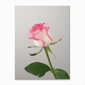 Pink Rose Canvas Print