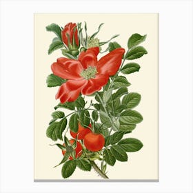 Red Roses 1 Canvas Print