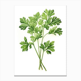 Parsley Vintage Botanical Herbs 0 Canvas Print