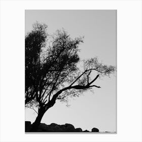 Silhouette Of A Tree 1 Canvas Print