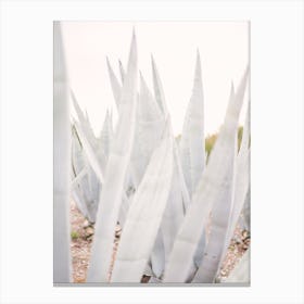 Bright Agave Plants Canvas Print