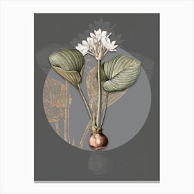 Vintage Botanical Cardwell Lily on Circle Gray on Gray n.0220 Canvas Print