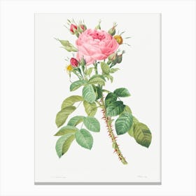 Rosa Bifera, Pierre Joseph Redoute Canvas Print