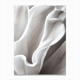 White Flower close up Canvas Print