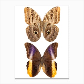 Two Beautiful Butterflies Canvas Print