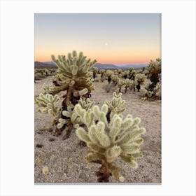 Cholla Cactus Garden at Sunset, Joshua Tree National Park 1 - Vertical Canvas Print