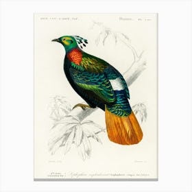 Himalayan Monal (Lophophorus Refulgens), Charles Dessalines D' Orbigny Canvas Print