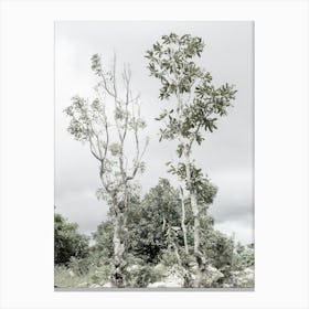 Botanical Trees With Cloudy Sky Canvas Print