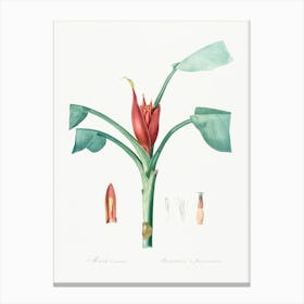 Scarlet Banana, Pierre Joseph Redoute Canvas Print