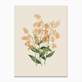 Soft Vintage Botanical Canvas Print