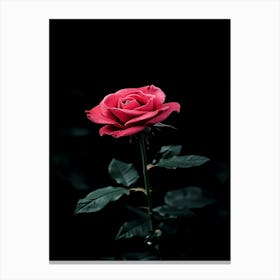 Dark Rose 137 Canvas Print