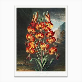 The Superb Lily From The Temple Of Flora (1807), Robert John Thornton Canvas Print