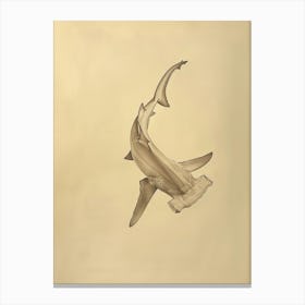 Hammerhead Shark Vintage Pencil Illustration Canvas Print