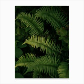 Ferns III Canvas Print