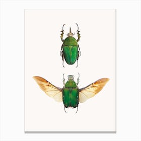 Insects II Canvas Print