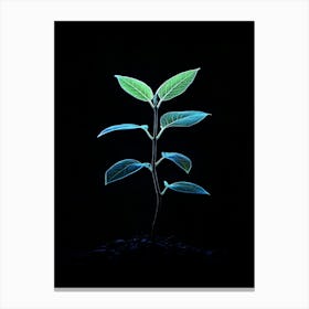 Small Plant Growing On Black Background Canvas Print