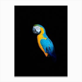 Parrot On Black Background Canvas Print