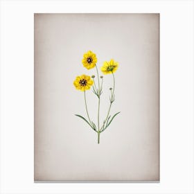 Vintage Perennial Dyer's Coreopsis Flower Botanical on Parchment n.0333 Canvas Print