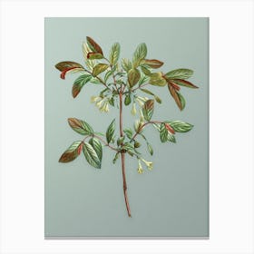 Vintage Honeyberry Flower Botanical Art on Mint Green n.0049 Canvas Print