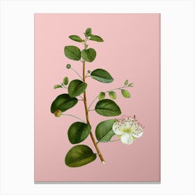 Vintage Caper Plant Botanical on Soft Pink Canvas Print