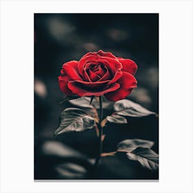 Red Rose Canvas Print