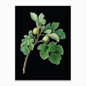 Vintage Fig Botanical Illustration on Solid Black n.0322 Canvas Print