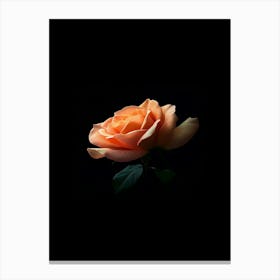 Rose On A Black Background 32 Canvas Print