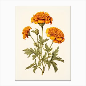 Marigolds Flower Vintage Botanical 1 Canvas Print